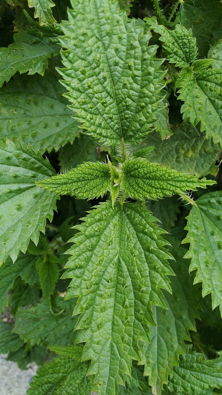 Stinging Nettle Leaves.. !!