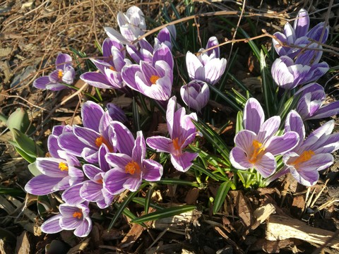 Blooming flowers