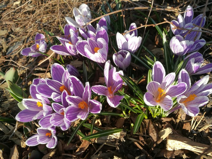 Blooming flowers