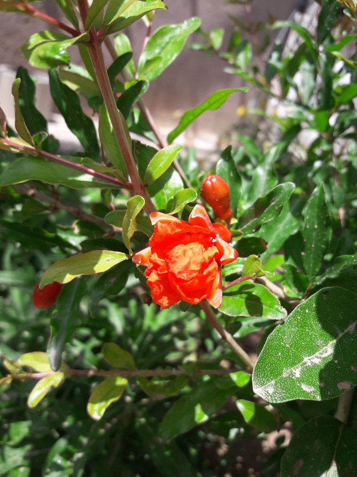 pomegranate
