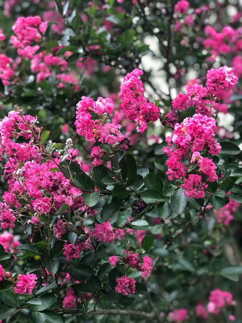 pink flowers