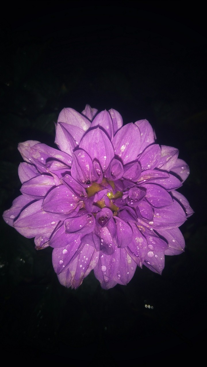 flower is pink