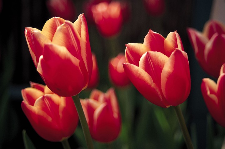 Beautiful Flowers
