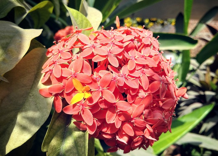 Flower