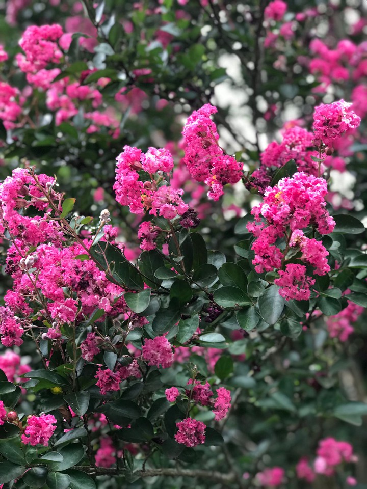 pink flowers
