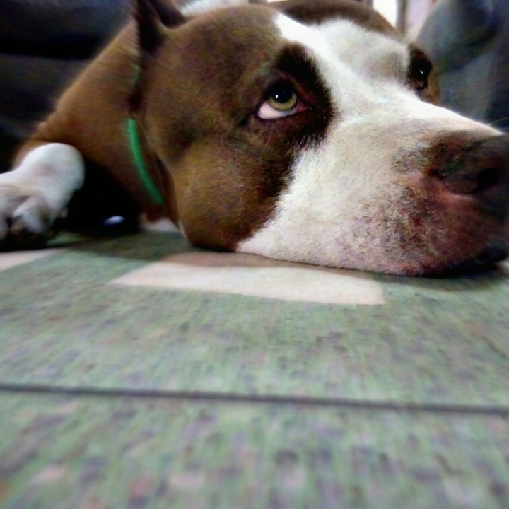 Dog