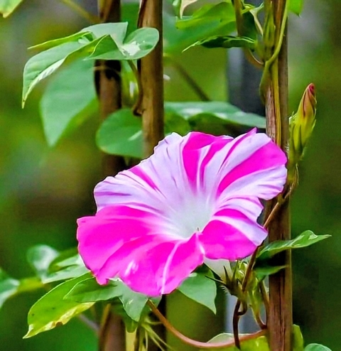 pink, purple वॉलपेपर