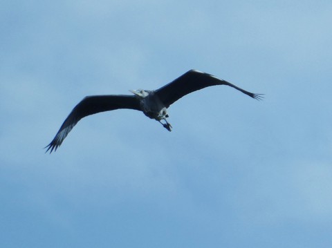 bird, Flight háttérképek