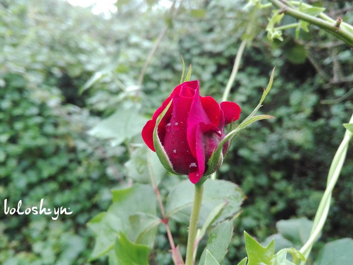 rosa
