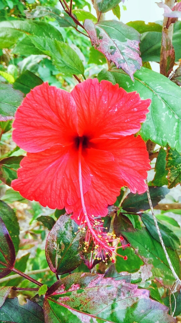 Chaba flower