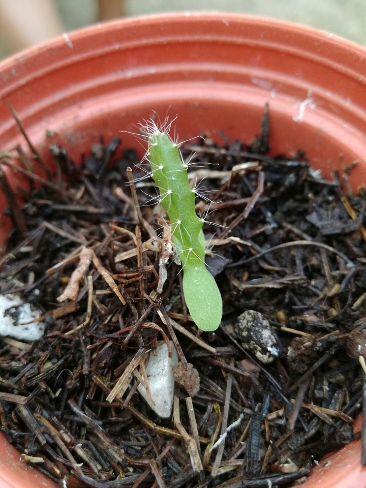 baby cactus
