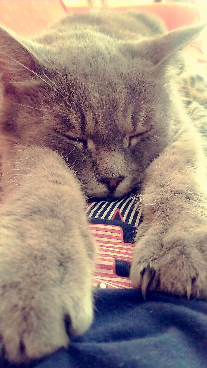 dolce dormire