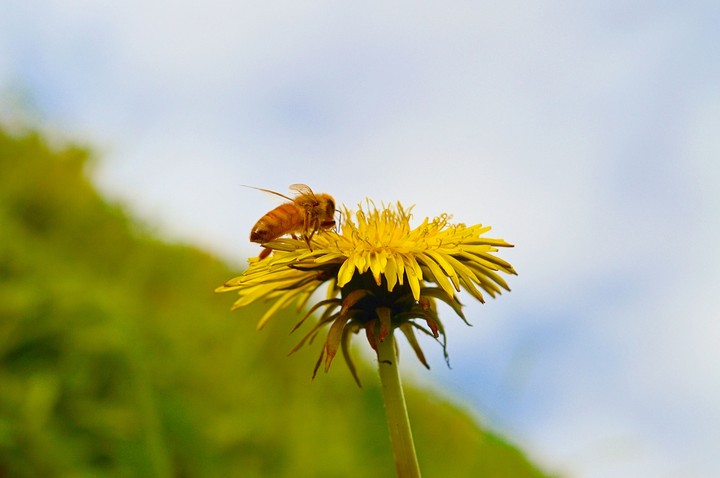 Naturaleza 