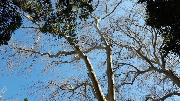 tree