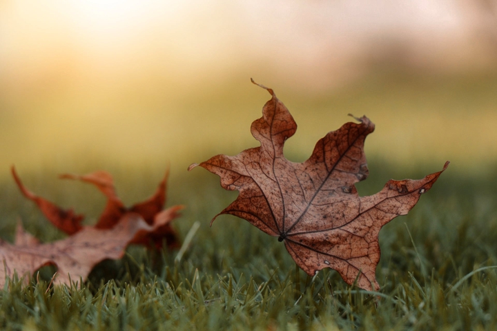 autumn