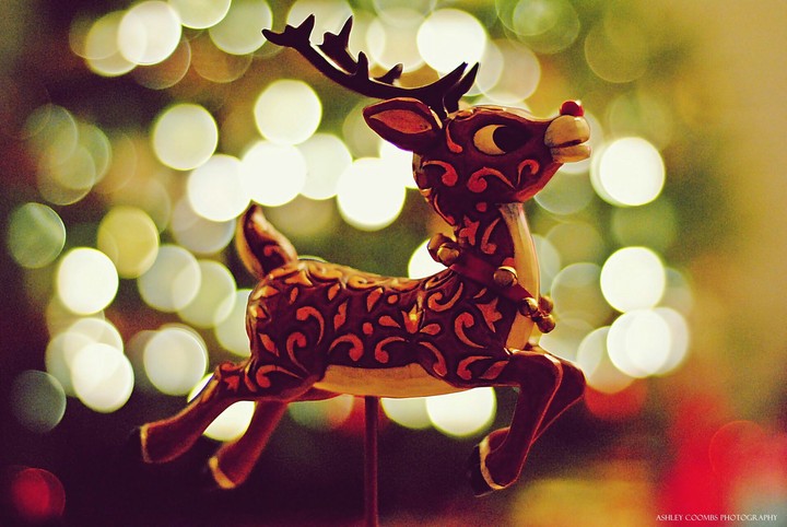 cute deer