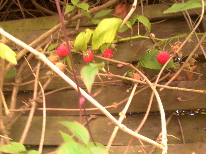 Himbeeren