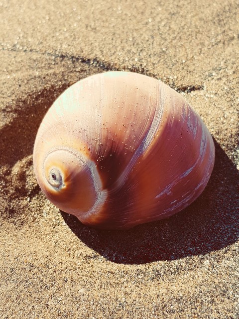 Whelk