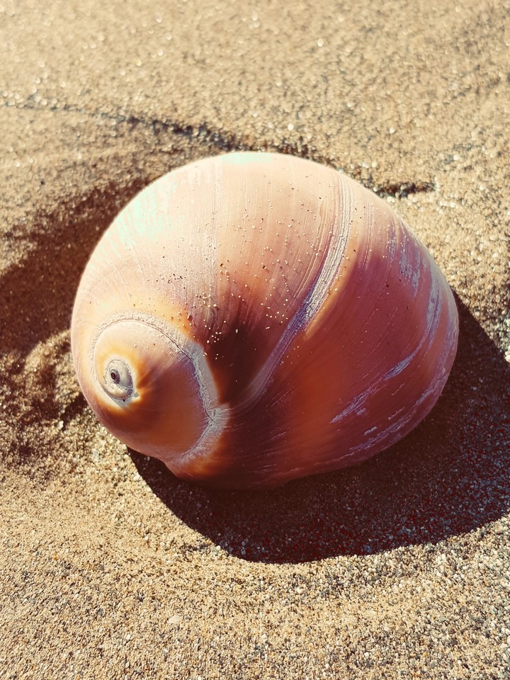 Whelk