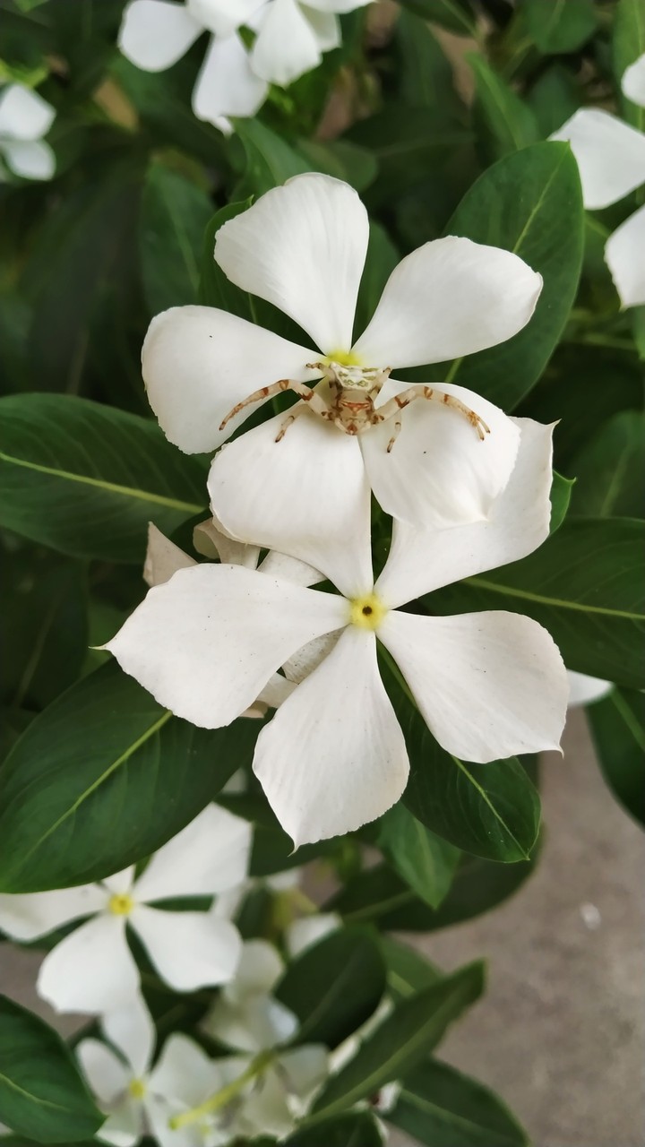 periwinkle