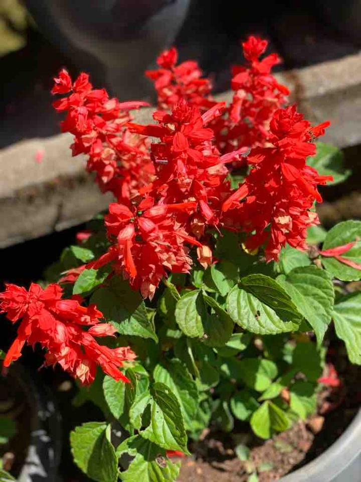 flower ?