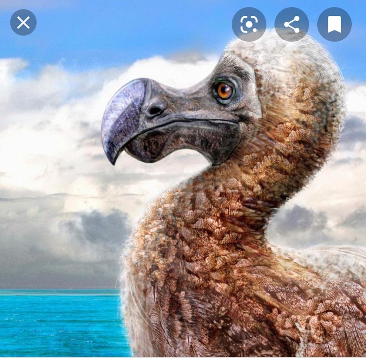 dodo
