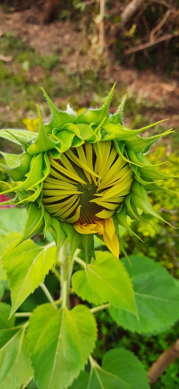 bud