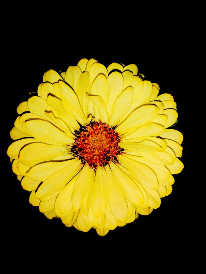 Yellow...