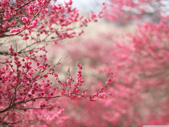 spring_pink
