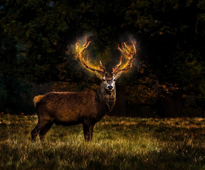 deer