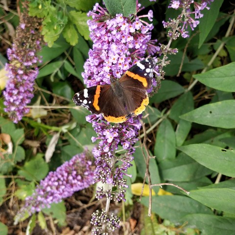 Just a butterfly