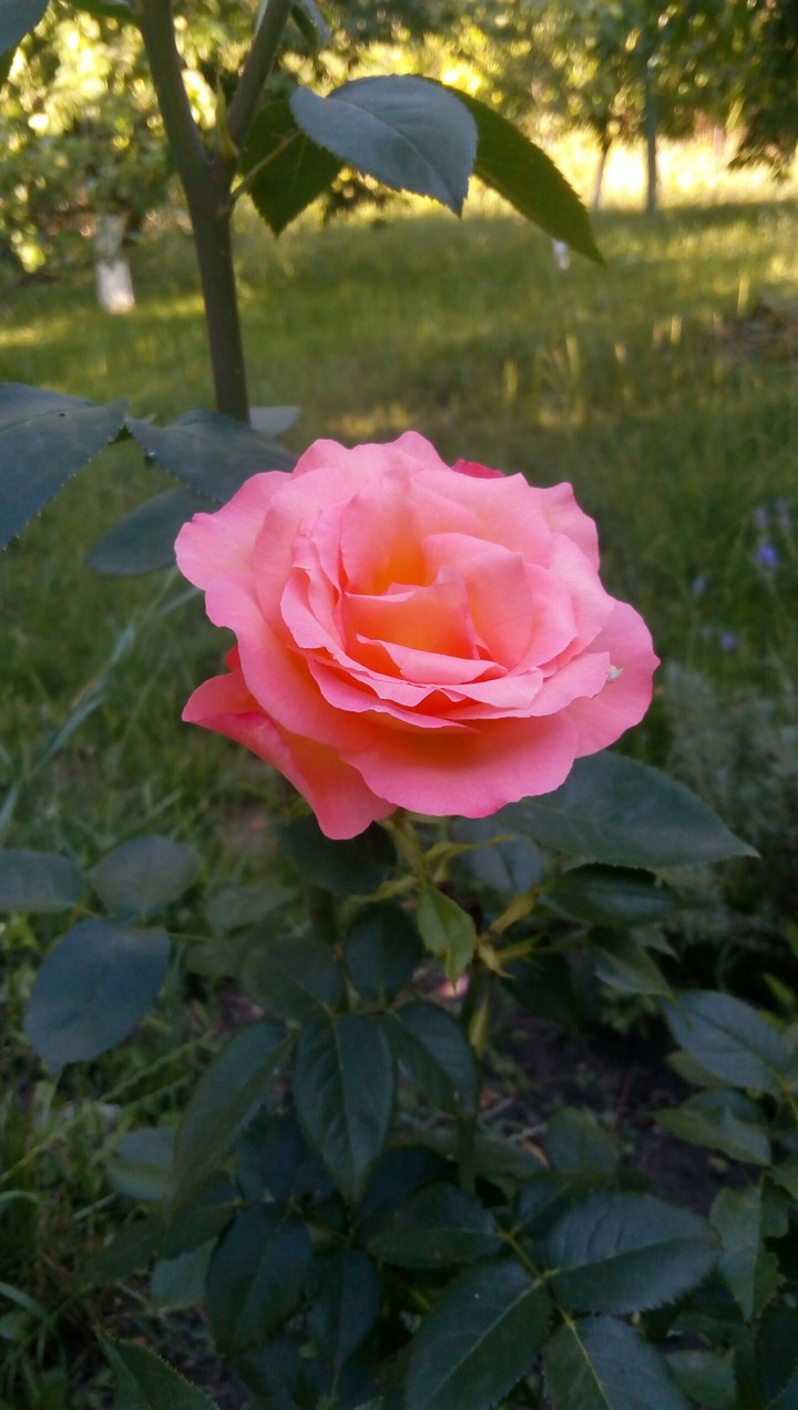 pink rose