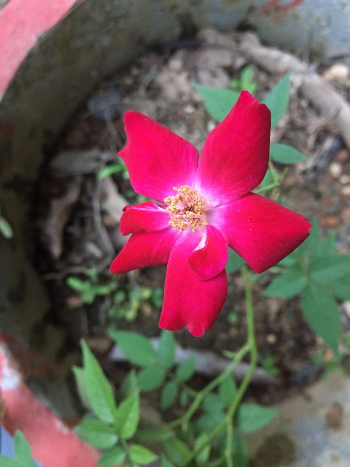 rose