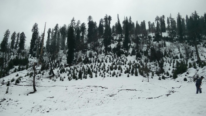 Snowtrees