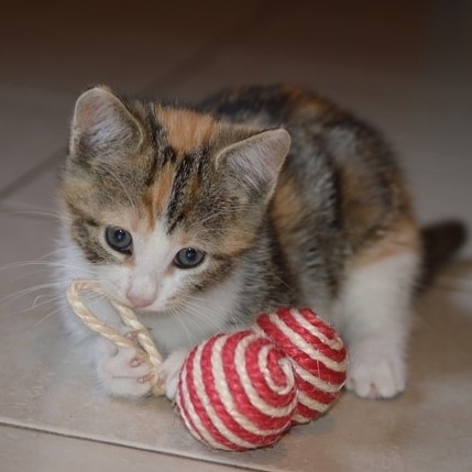 Lolita 
