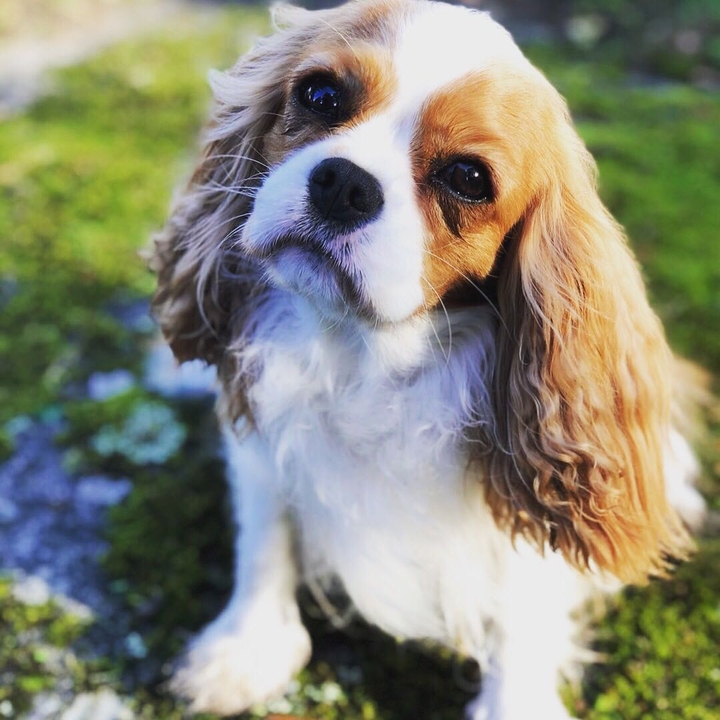 Dog❤️