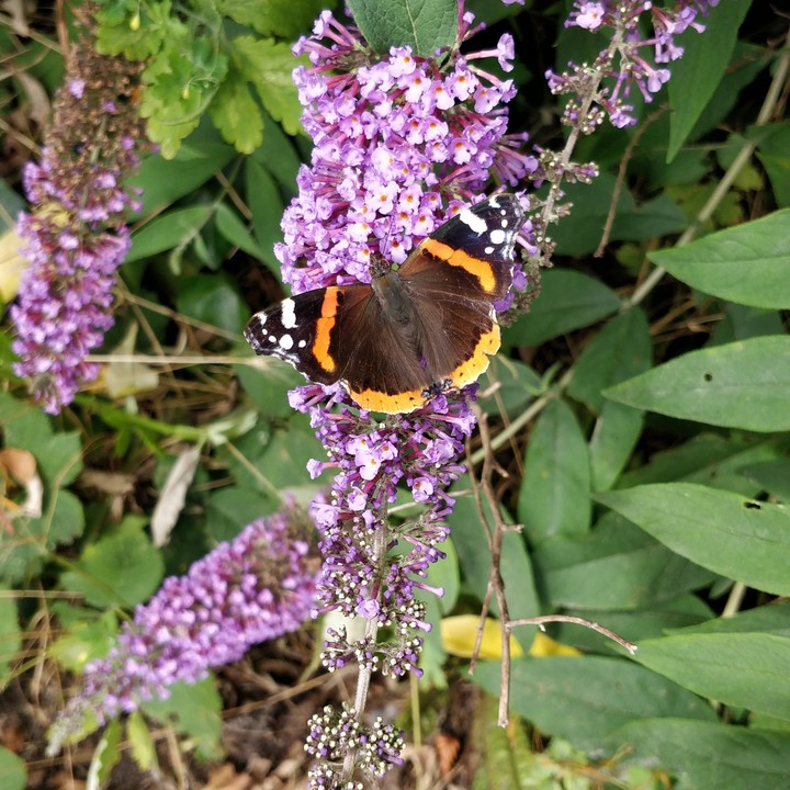 Just a butterfly