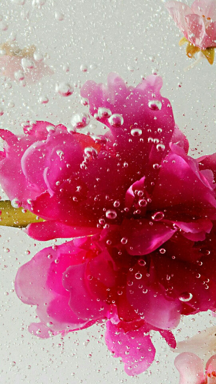 flower with drops