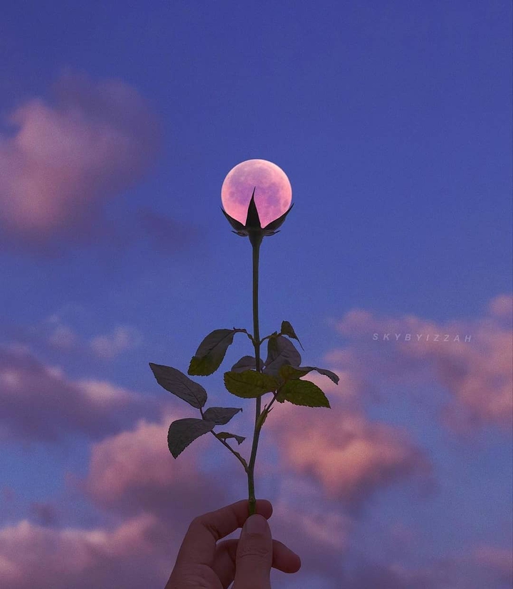 lindo