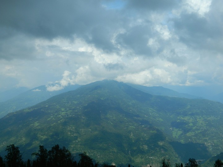 plant trees to make green world