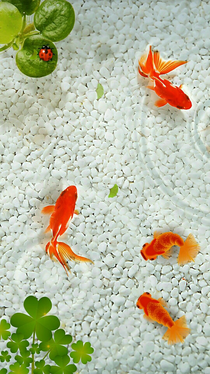 fish