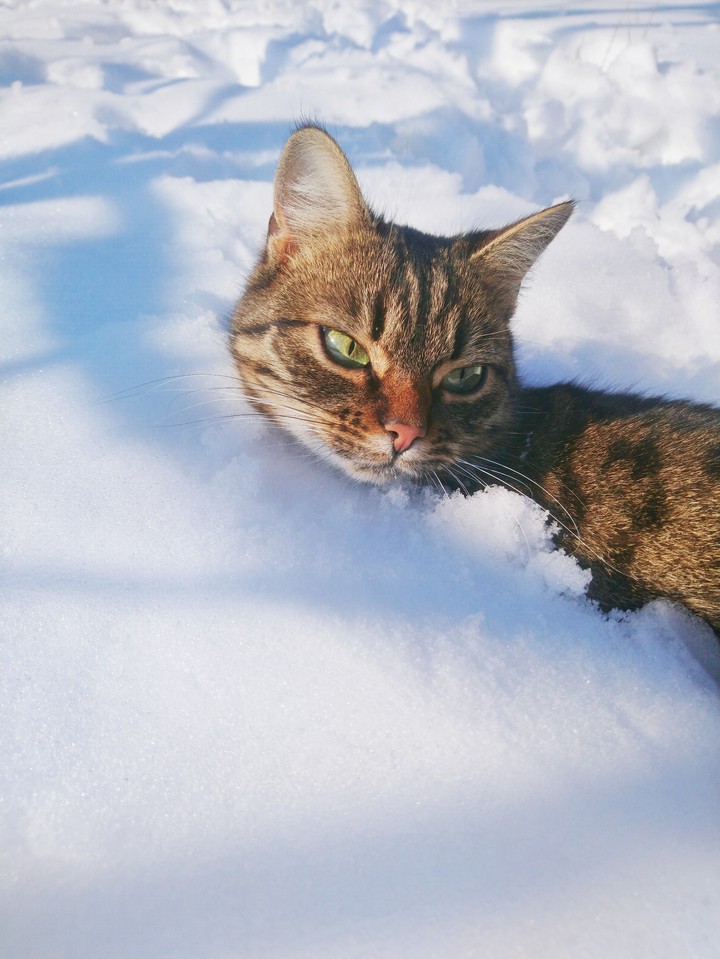 snow cat