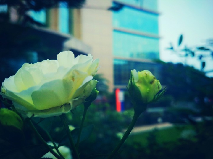 fragrance of life