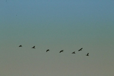 birds