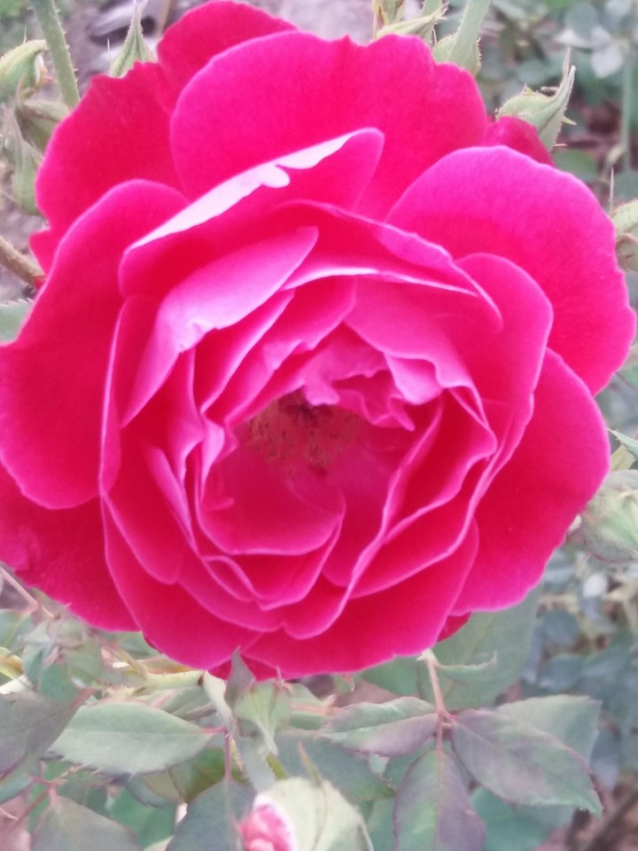 rose