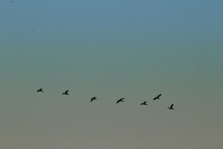 birds