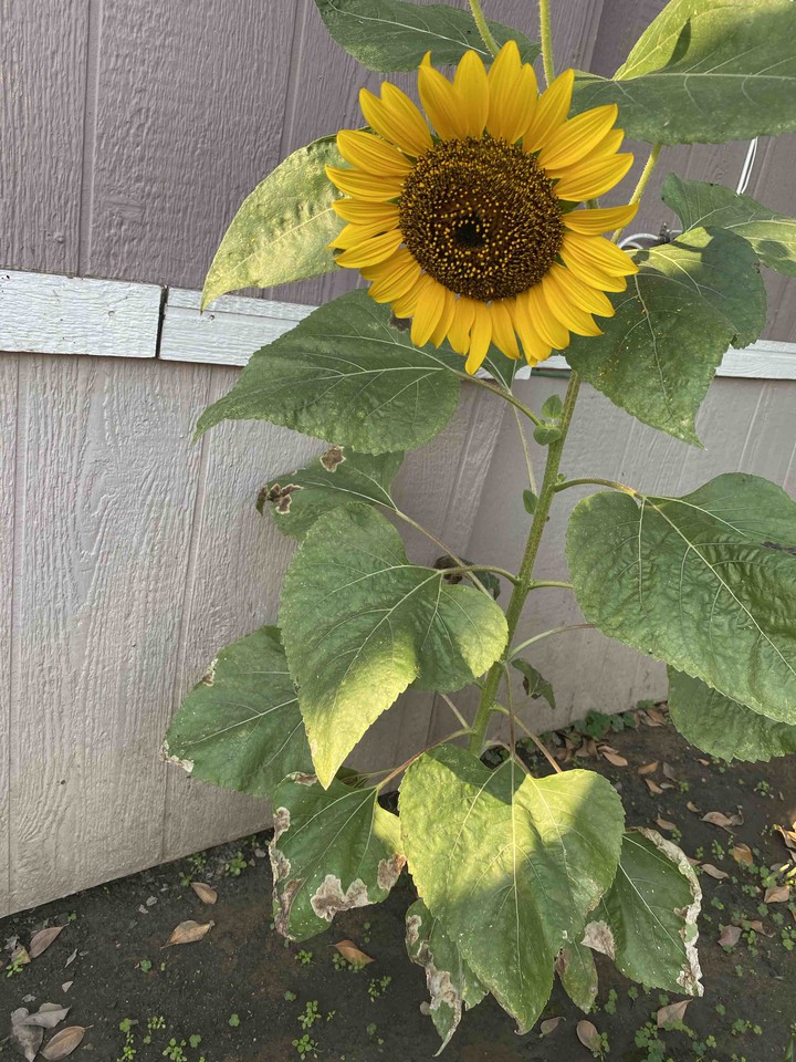 sunflower