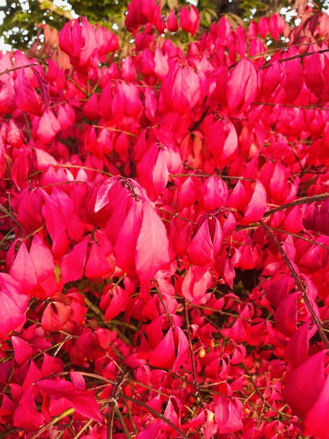 petal, groundcover duvar kağıtları
