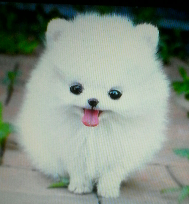 perrito