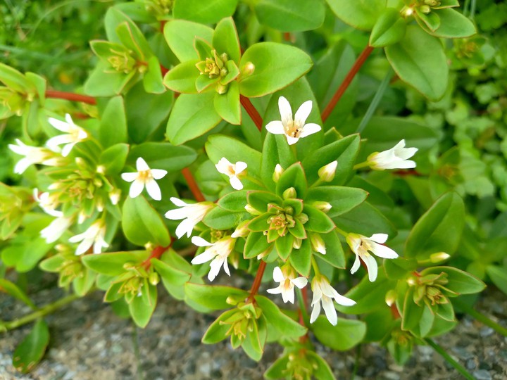 花